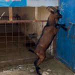 Viande de Chèvre – Race Alpine